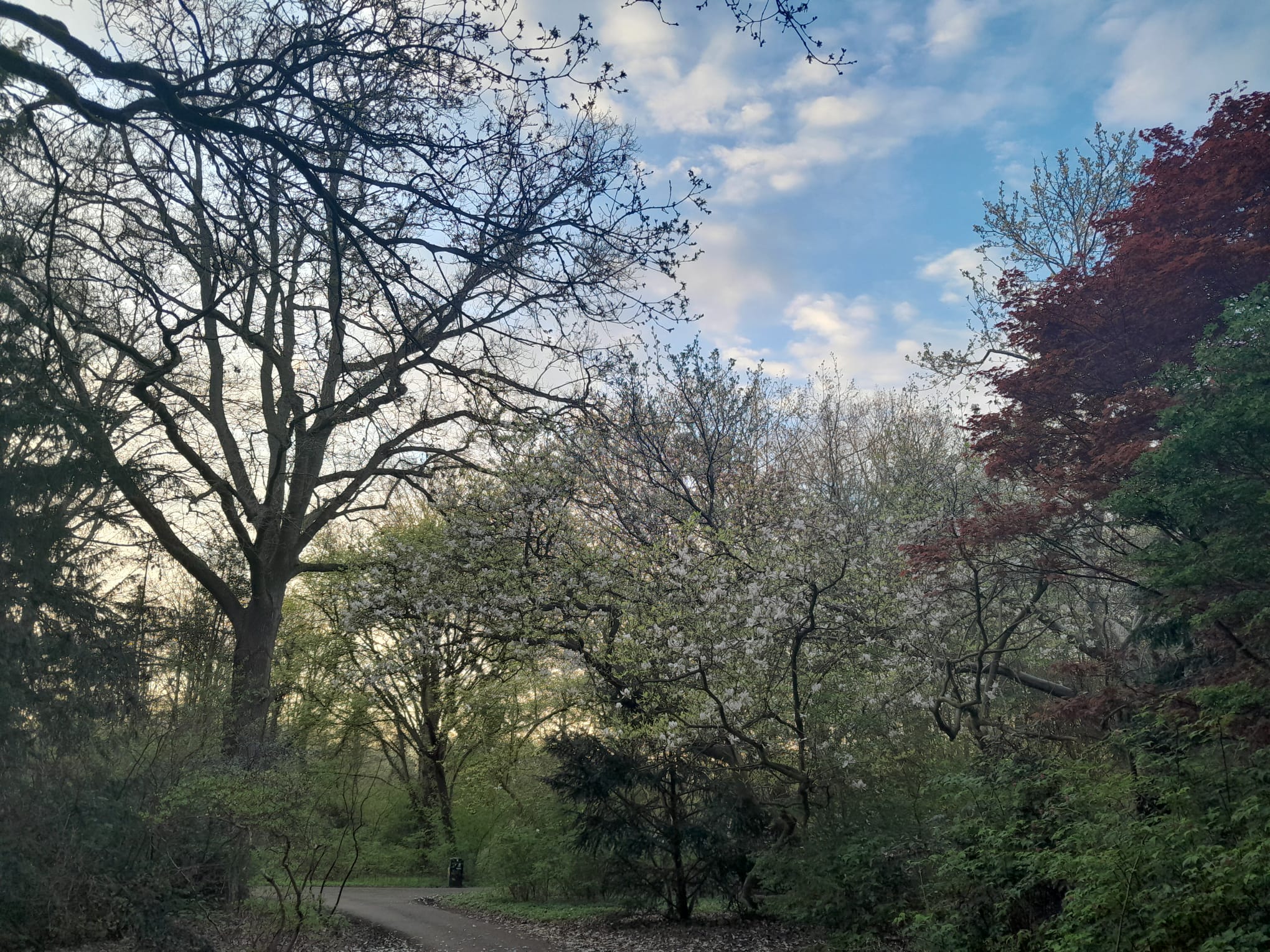 Photo of trees at sunset in spring